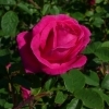 Rosa centifolia -- Strauchrose Parkzauber
